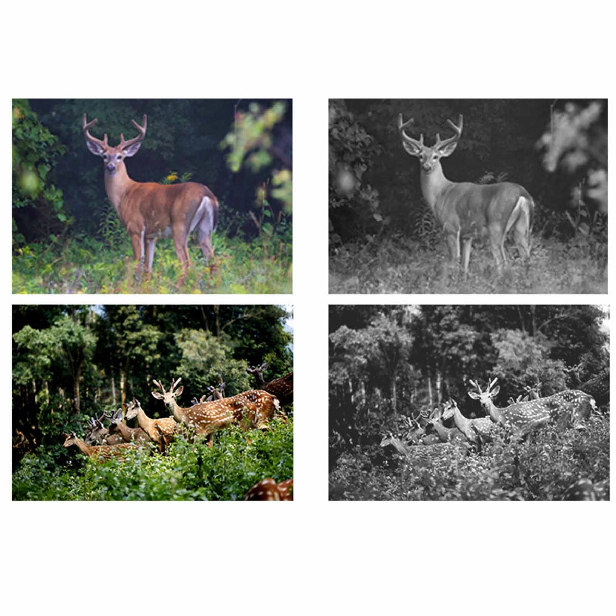 Waterproof 1080P Infrared Night Vision Wildlife Trail Camera